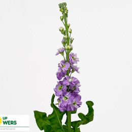 Matthiola Stocks Violet Light (Маттиола Стокс Виолет Лайт) В60