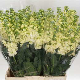 Matthiola Stocks Creme (Маттиола Стокст Крем) В60