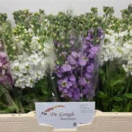 Matthiola mix (Маттиола микс) В50