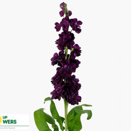 Matthiola Stocks Violet Dark (Маттиола Стокст Виолет Дарк)В60