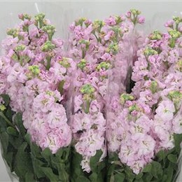 Matthiola Pale Pink (Маттиола Пейл Пинк) В55