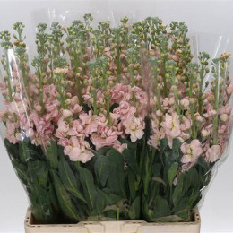 Matthiola Iron Apricot (Маттиола Айрон Априкот) В45