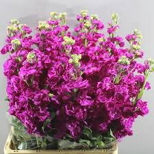 Matthiola Stocks Dark Pink (Маттиола Стокст Дарк Пинк) В60