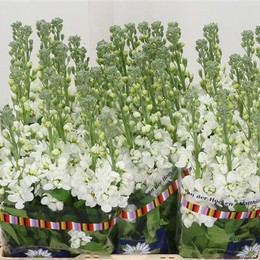 Matthiola White (Маттиола Вайт) В65