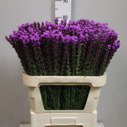Liatris spicata(Лиатрис спиката) В60