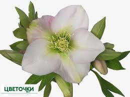 Helleborus Queens Pale Pink (Хелеборус Квинс Пале Пинк) В45
