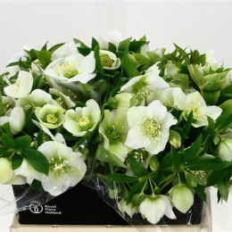 Helleborus Queens White (Хелеборус Квинс Вайт) В40