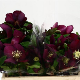 Helleborus Queens Red (Хелеборус Квинс Ред) В40