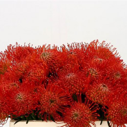 Leucospermum Succession (Леукоспермум Саксешн) В50