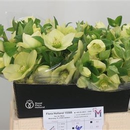 Helleborus Queens Yellow (Хелеборус Квинс Еллоу) В45