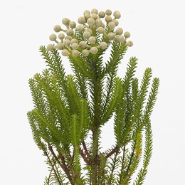 Kaaps groen palacea (Каапс гроен палас)