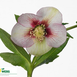 Helleborus Queens Picotee (Хелеборус Квинс Пикоти) В45