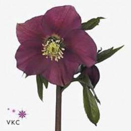 Helleborus Queens Dark Pink (Хелеборус Квинс Дарк Пинк) В35