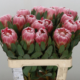 Protea Carnival (Протея Карнавал) В60