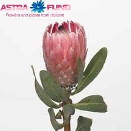 Protea Pink Lady (Протея Пинк Леди) В60