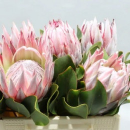 Protea Cynaroides (Протея Цинароидес) В60