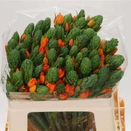 Ornitogalum Du Sunshine ( Oranje ) (Орнитогалум Ду Саншайн оранж) В45
