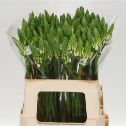Ornithogalum Thyrsoides (Орнитогалум Трусодиес) В40