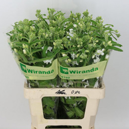 Oxypetalum coeruleum pint white(Оксупеталум коерулеум вайт)В55