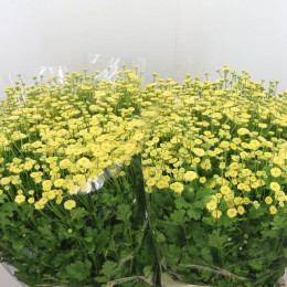 Tanacetum Pa Yellow Vegmo (Танацетум Па Еллоу Вегмо) В50