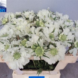 Mentha Silver Queen (Мента Силвер Квин) В65