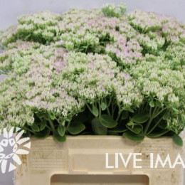 Sedum spectabile bloeiend (Седум спектабиль Блоиенд)В50