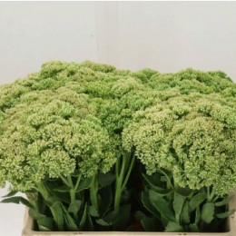 Sedum Spectabile St (Седум Спектабил Ст)В60