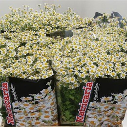 Tanacetum Pa Kamilla (Танацетум Па Камилла) В60