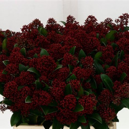 Skimmia J Red (Скиммия Дж Ред) В45