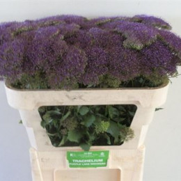 Trachelium Purple Lake Michigan(Трахелиум Перпл Лейк Мичиган)В70