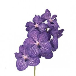 Vanda arr deco large (Ванда арр деко лардж)