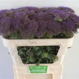 Trachelium Purple Lake Michigan(Трахелиум Перпл Лейк Мичиган)В80