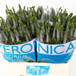 Veronica Smart June (Вероника Смарт Джун) В50