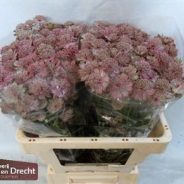 Astrantia Pink (Астранция Пинк) В50