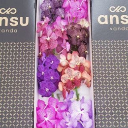 Vanda Gemengd (Ванда Геменд)