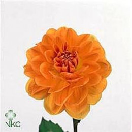 Dahlia Chanel Extra (Дахлия Шанель Экстра) В60