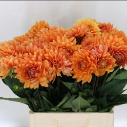 Dahlia Dec Renat Tosio Extra (Дахлия Ренат Тосио Экстра)В65