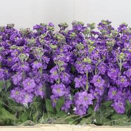 Matthiola Anytime Sea Blue (Маттиола Энитайм Си Блу) В55