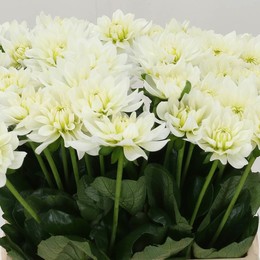 Dahlia Maarten Zwaan Extra (Дахлия Мартин Цван Экстра) В60