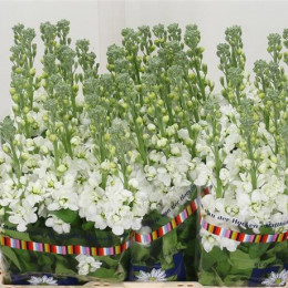 Matthiola White Super (Маттиола Вайт Супер) В55
