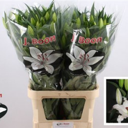 Lilium Or Moscow (Лилия о Москоу) В95