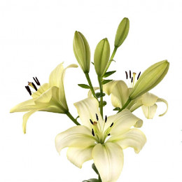Lilium La Trebbiano (Лилия Ла Треббиано) В90