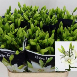 Lilium La Bach (Лилия Ла Бах) В85