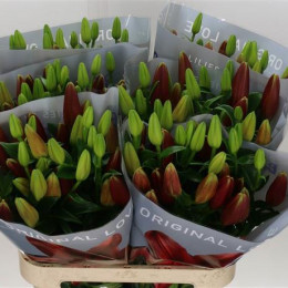 Lilium La Forza Red Supra (Лилия Форза Ред Супра) В95