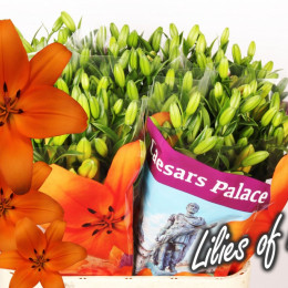Lilium La Caesars Palace (Лилия Ла Цезарс Палас) В80