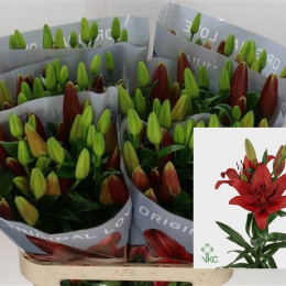 Lilium La Original Love (Лилия Ла Ориджинал Лав) В90