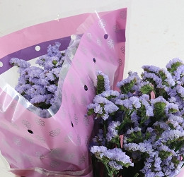 Limonium S Donau Birds (Лимониум Статица Дона Бердс) В60