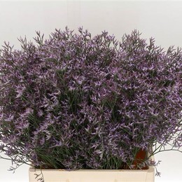 Limonuim Safari Lilac (Лимониум Сафари Лилак) В60