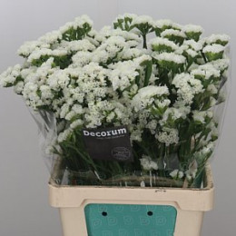 Statice white starlight wings (Статица Вайт Старлайт вингс) В70
