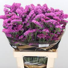 Limonium S Caldo Sun Birds (Лимониум Статица Калдо Сан Бердс)В70
